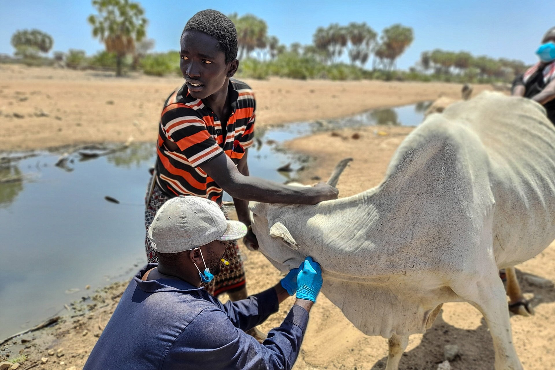 Every nine minutes, someone in low- and middle-income countries dies from rabies